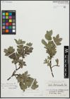 Foto von Salix alpina Scop. x Salix breviserrata Flod.